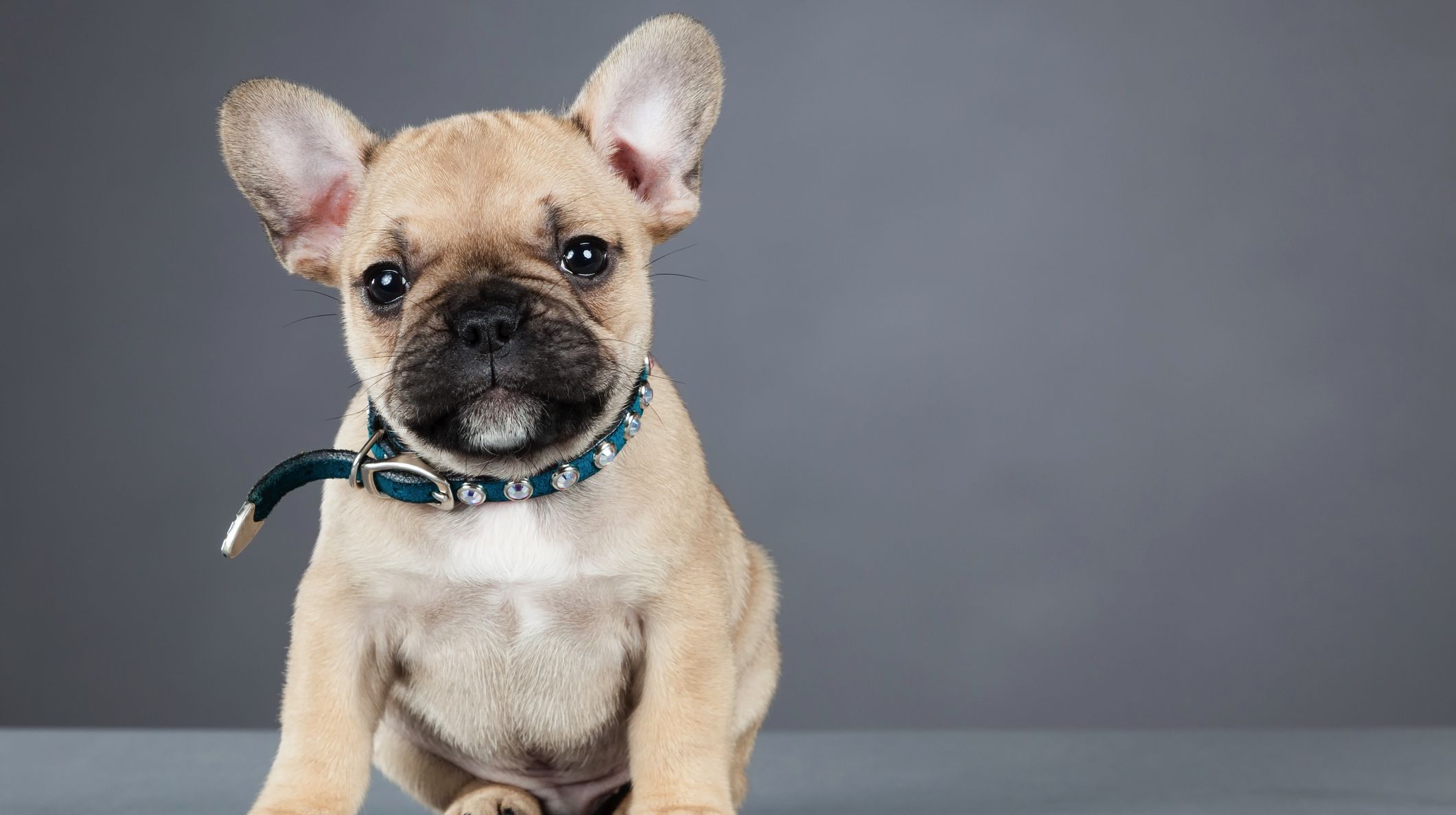 Die französische Bulldogge ist beliebt, liebevoll und klug