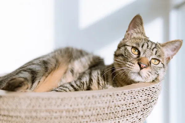 Katze Erstausstattung: Tipps für einen gelungenen Start mit Ihrem neuen Familienmitglied